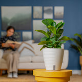 Little Fiddle Leaf Fig | medium