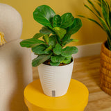 Little Fiddle Leaf Fig | medium