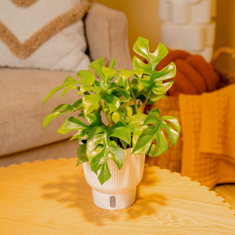 Mini Monstera | medium