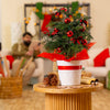 Norfolk Island Pine | medium