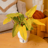 Painted Lady | medium