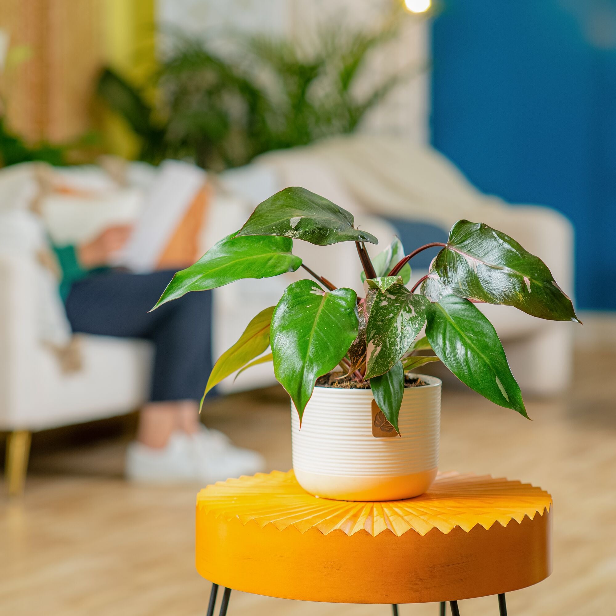 A Pink Princess plant sits on a round orange table in a living room setting. The plant is in a pink and white two-tone cream decor pot. 