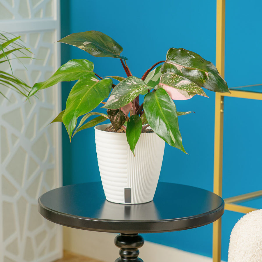 A Pink Princess plant sits on a round black table in a living room setting. The plant is in a white self-watering decor pot. 