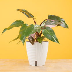 A medium 6in Sterling Silver plant sits on a light wooden table with a bright pink backdrop. The unique leaves grow upwards and have beautiful silvery leaves. It is inside a white self-watering decor container. 