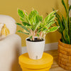 Pink Siam Aglaonema | medium