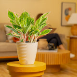 Pink Siam Aglaonema | medium