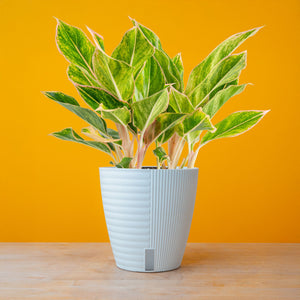 Pink Siam Aglaonema | medium