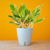 Pink Siam Aglaonema | medium
