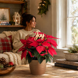 Poinsettia | medium
