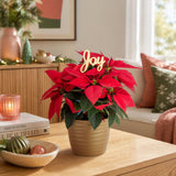 Poinsettia | medium