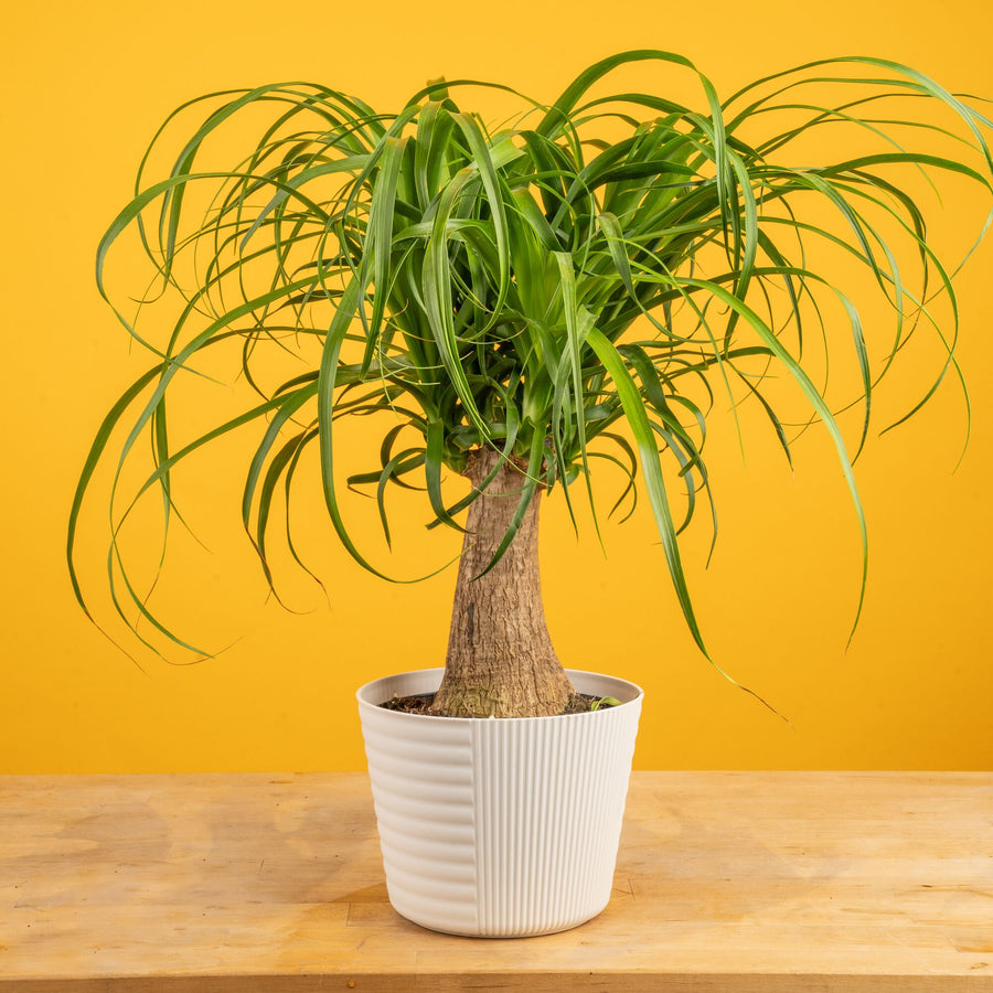 Ponytail Palm | medium
