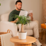 Ponytail Palm | medium