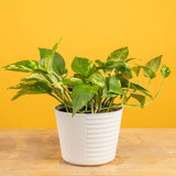 Golden Pothos | medium