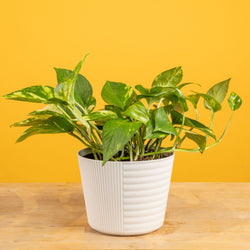 A White Knight plant sits on a light-wooden table with a bright pink backdrop. The plant has amazing green leaves with splashes of white variegation. 