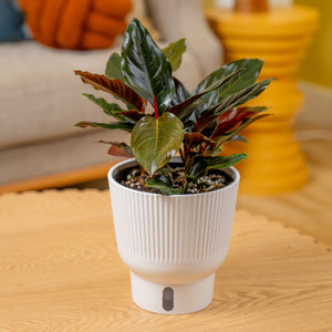 Rhodospatha Rojo | medium