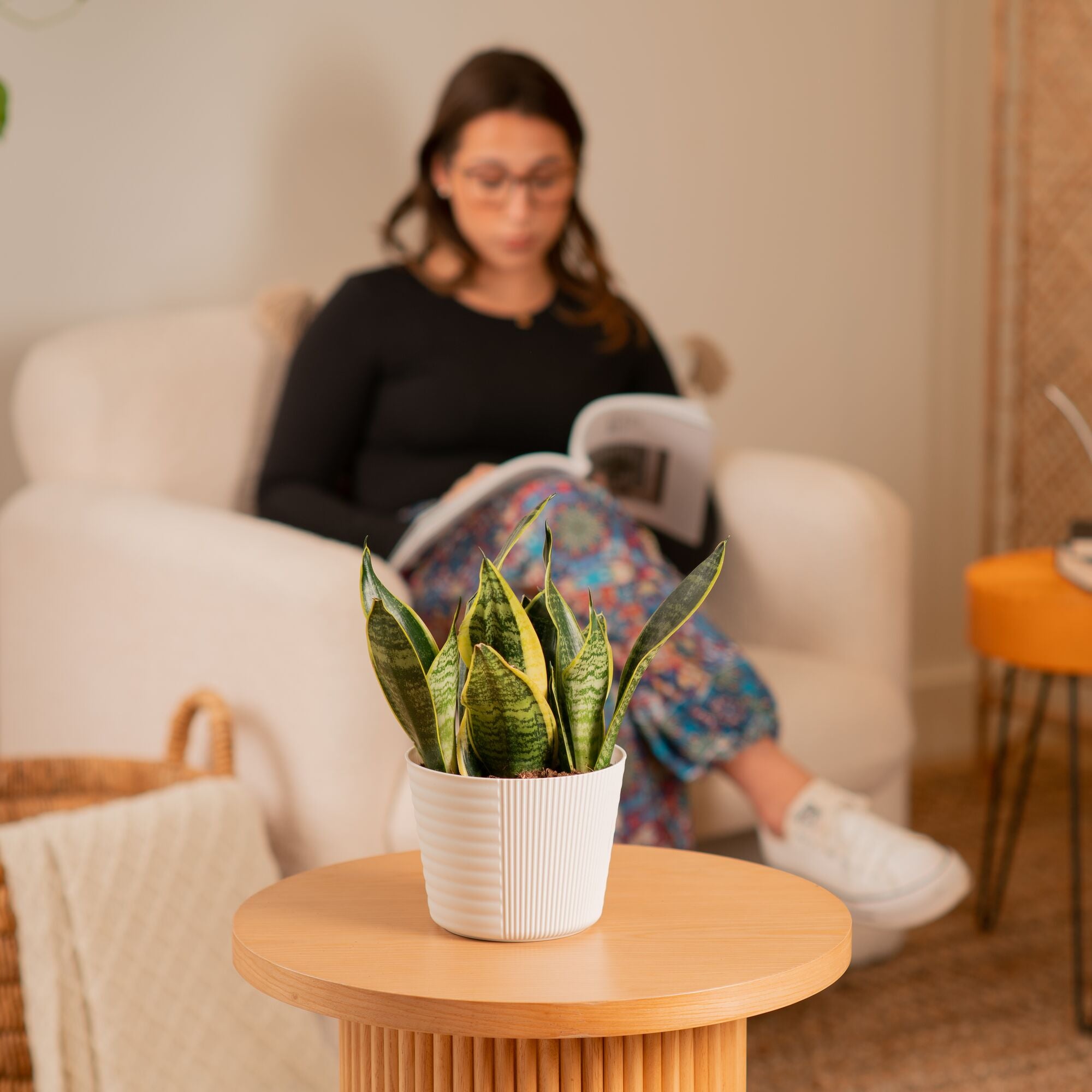 Snake Plant | medium