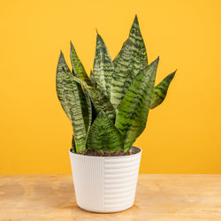 A Pink Princess plant sits on a light wooden table with a yellow backdrop. The plant has green foliage with splashes of pink variegation. It is in a white self-watering decor pot. 