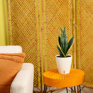 Snake Plant | medium