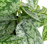 A Scindapsus Silver Lady plant detail shot of the foliage. The plant is in a white self-watering decor container. Its leaves are pointed with splashes of silver. 