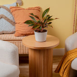 Siam Aurora Aglaonema | medium