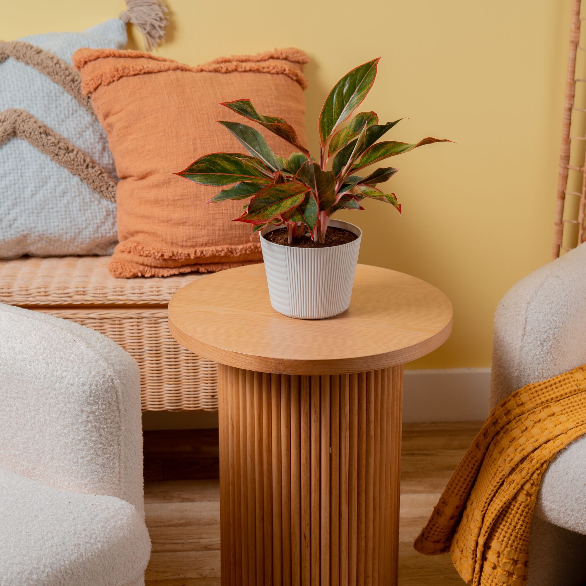 Siam Aurora Aglaonema | medium