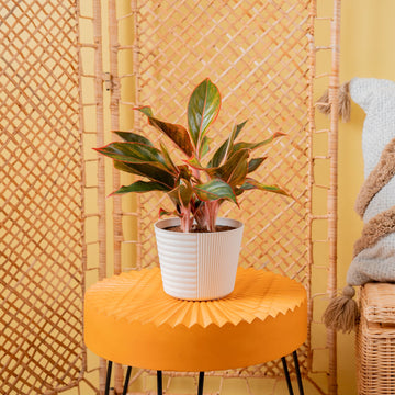 Siam Aurora Aglaonema | medium – Costa Farms