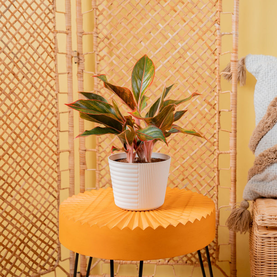 Siam Aurora Aglaonema | medium