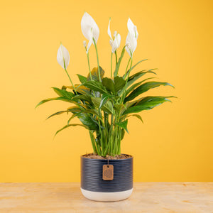 A medium Peace Lily sits on a light wooden table with a yellow backdrop. The plant has white blooms and green foliage. It is inside a 6in diameter blue and white ceramic container.
