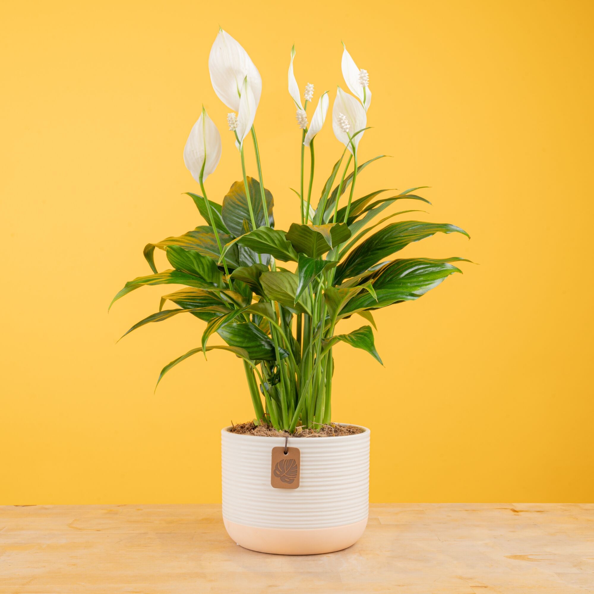 A medium Peace Lily sits on a light wooden table with a yellow backdrop. The plant has white blooms and green foliage. It is inside a 6in diameter pink and white ceramic container.