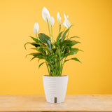 A medium Peace Lily sits on a light wooden table with a yellow backdrop. The plant has white blooms and green foliage. It is inside a 6in diameter white self-watering container.