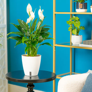 A 6in medium Peace Lily plant is styled in a living room setting. The plant is in a white self-watering container. 