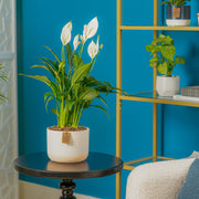 A 6in medium Peace Lily plant is styled in a living room setting. The plant is in a two-tone cream decor container.