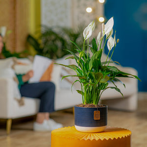 A 6in medium Peace Lily plant is styled in a living room setting. The plant is in a two-tone blue decor container.