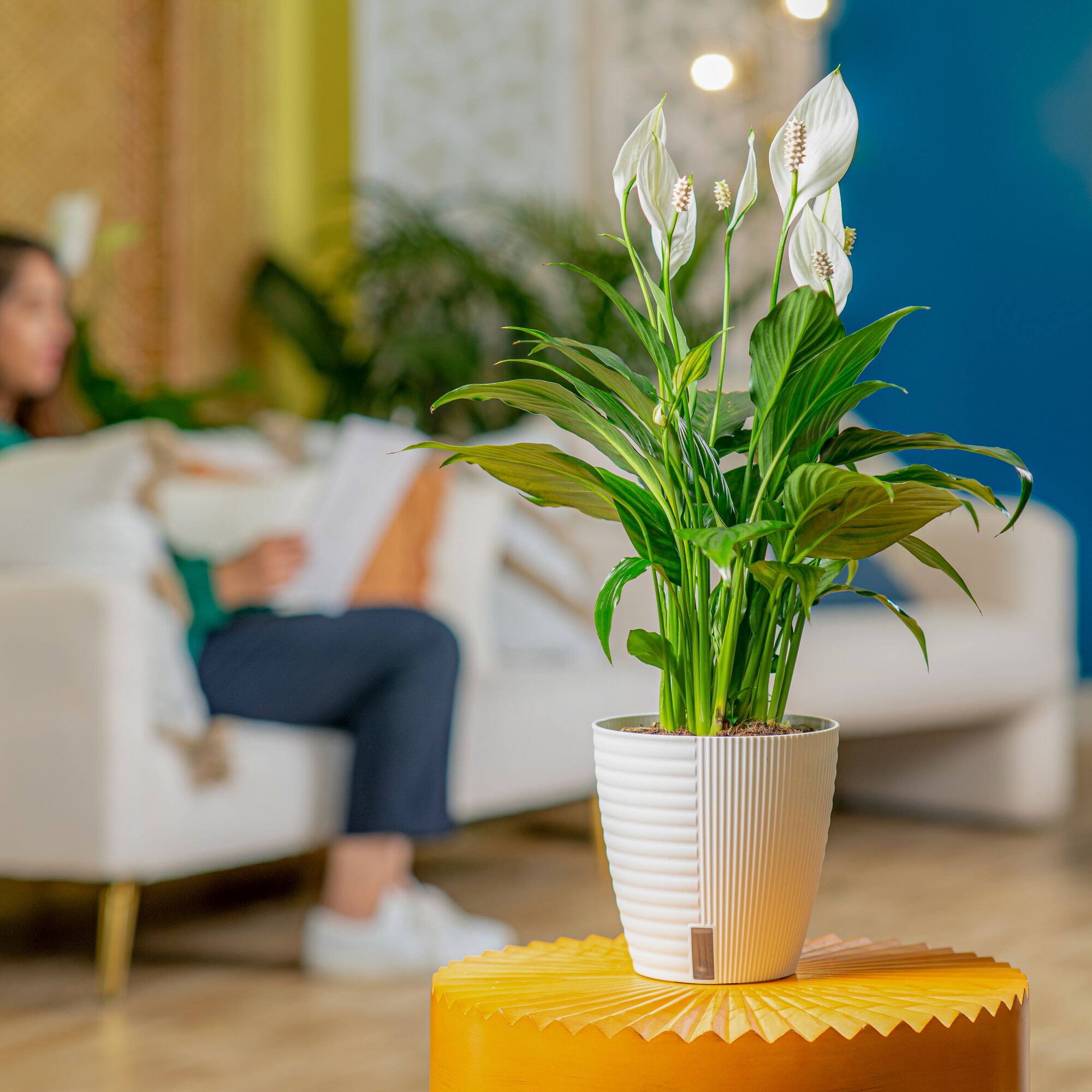 A 6in medium Peace Lily plant is styled in a living room setting. The plant is in a white self-watering container. 