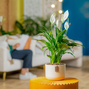 A 6in medium Peace Lily plant is styled in a living room setting. The plant is in a two-tone cream decor container.