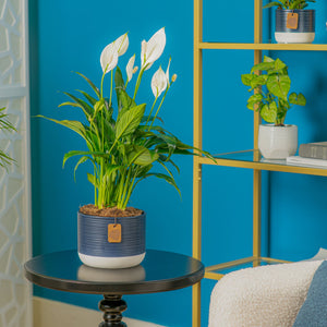 A 6in medium Peace Lily plant is styled in a living room setting. The plant is in a two-tone blue decor container.