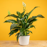 Peace Lily | medium