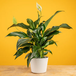 A 6in Burle Marx Flame plant is in a white self-watering container with a bright pick backdrop. The leaves are a unique pointed teardrop shape.