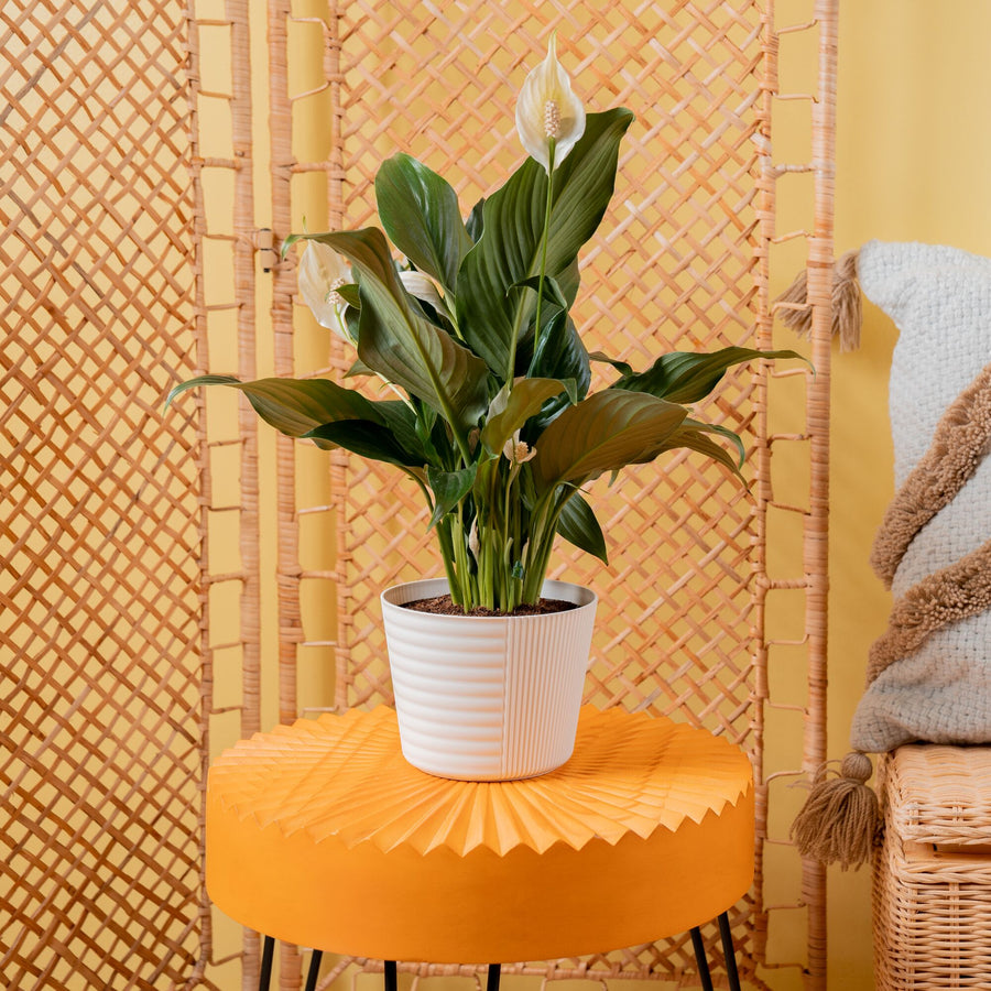 Peace Lily | medium