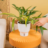 Epipremnum amplissimum Variegated | medium