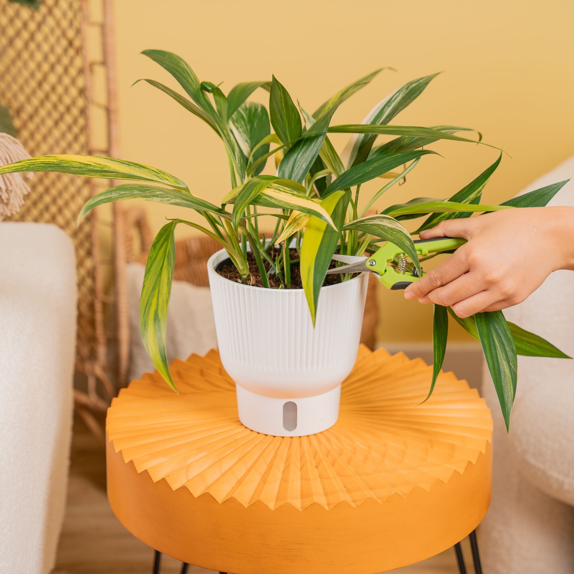 Epipremnum amplissimum Variegated | medium