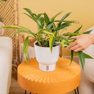 Epipremnum amplissimum Variegated | medium