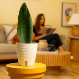 Whalefin Sansevieria | medium