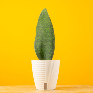 Whalefin Sansevieria | medium