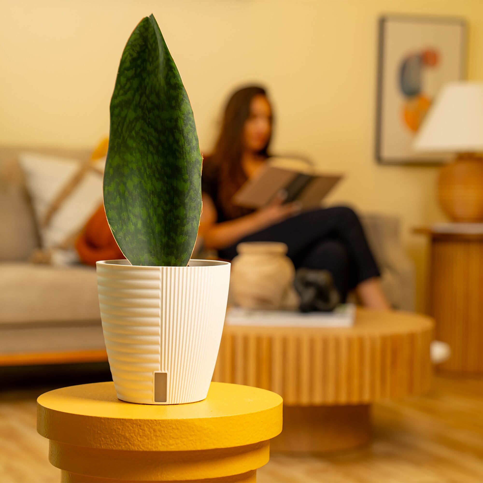 Whalefin Sansevieria | medium