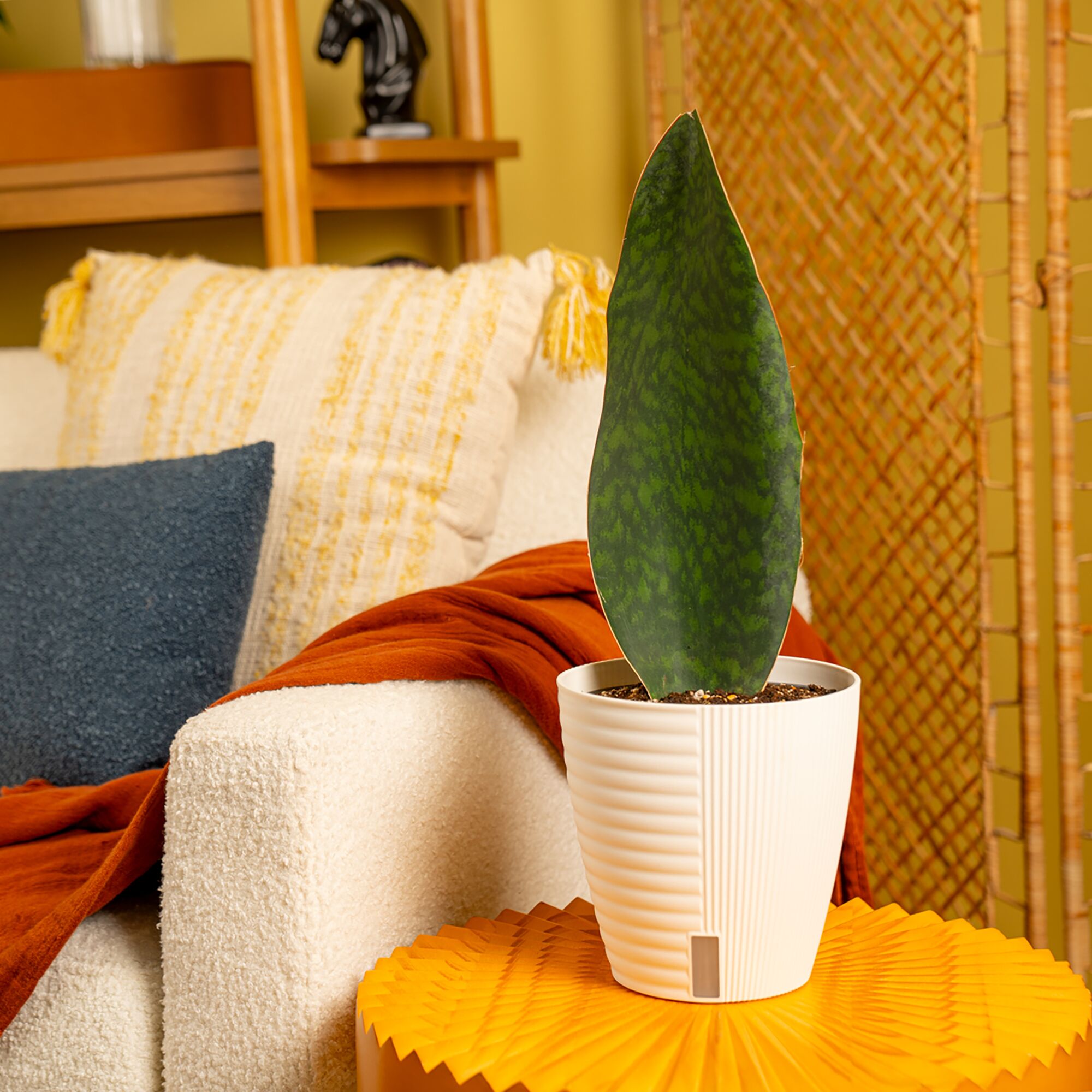 Whalefin Sansevieria | medium