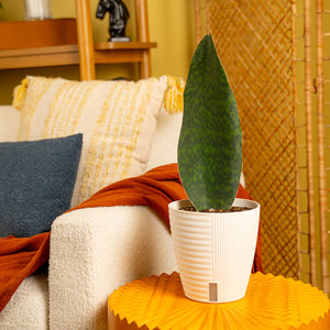 Whalefin Sansevieria | medium