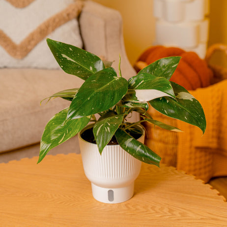 White Knight Philodendron | medium