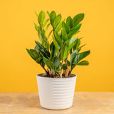 ZZ Plant | medium