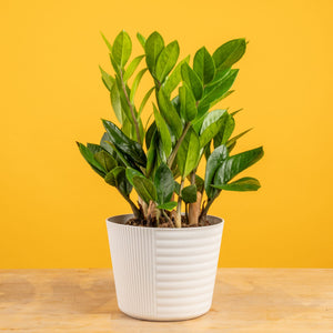 ZZ Plant – Costa Farms